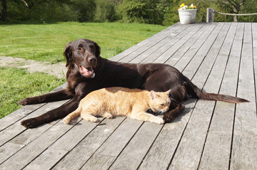Cat_Dog_Outdoors