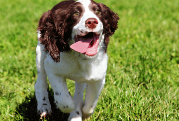 Happy_Healthy_Dog