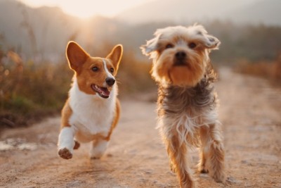 Adaptogens for your pet’s stress