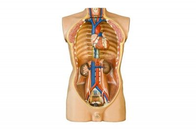 anatomy