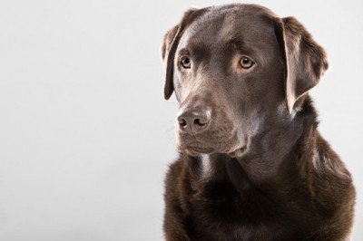 Chocolate Labrador Looking Alert