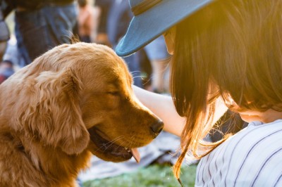 Is your pet stressed? Here are some strategies on how to manage it
