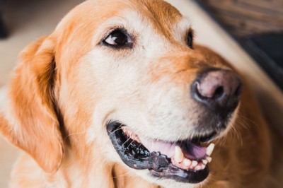 Palliative pet care: how to care for older pets to maintain their quality of life