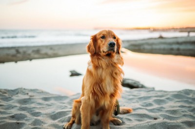 What is integrative pet care? WellBeing takes a look