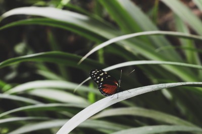 Insect-friendly garden