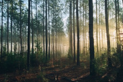 The future of forests