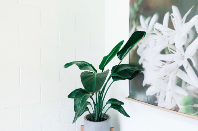 Have you heard of biophilic design? Find out how to bring nature indoors