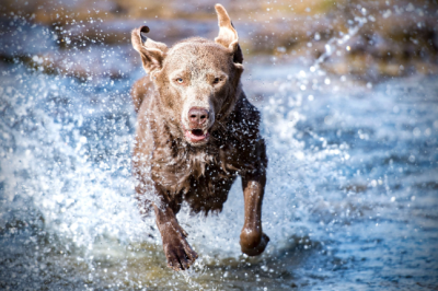 What herbs and supplements are safe for your pets