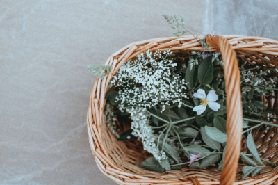 The benefits of wildcrafting herbs
