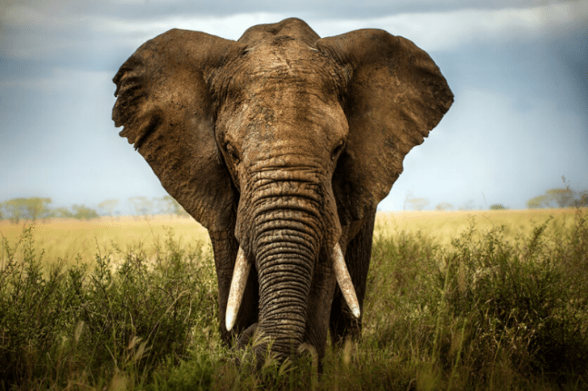 elephant in dream