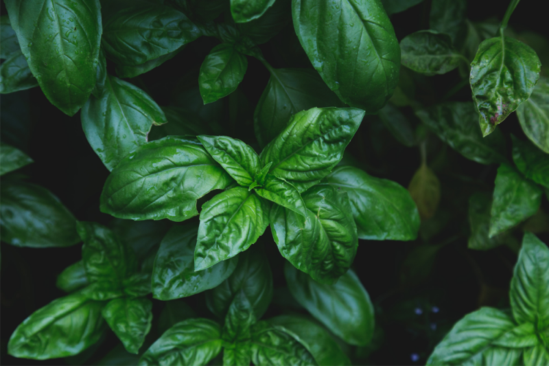 Herbs For Stress Relief