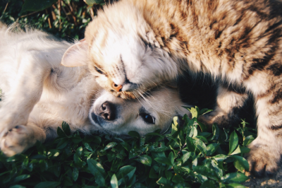Holistic pet care: Choosing the right diet for your four-legged friend