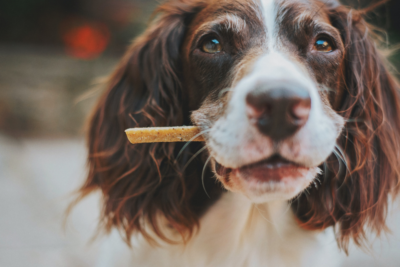 Liver Support For Pets