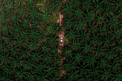 Palm Oil And The Environment