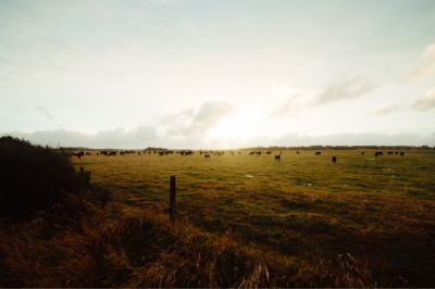 Regenerative Farming For The Future