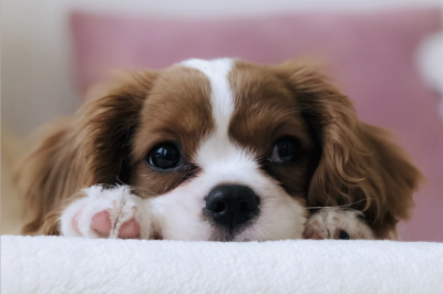 Treating skin allergies naturally on your furry friends