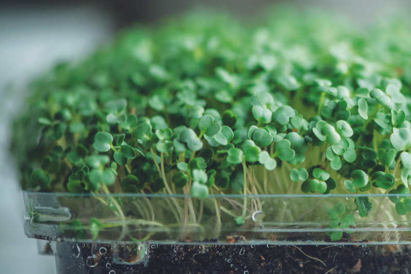Microgreens