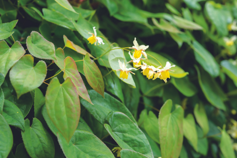 Horny goat weed