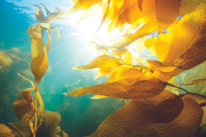Harvesting Seaweed