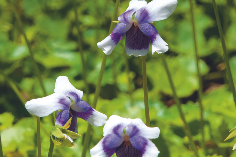 Native violets