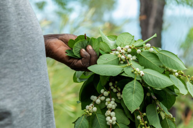 Indigenous foods